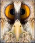 Hawk Eye.jpg