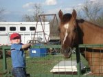 grandson with mare at gate.jpg