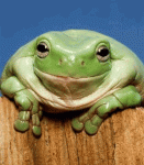 smiling Frog.gif