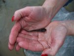 2-20-10 Blue Catfish Fingerling.jpg