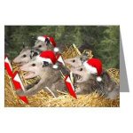 Christmas Possum.jpg