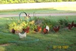 Chickens and flowers.jpg