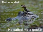 Geico Gator.jpg