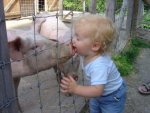 Pig kiss (640 x 480).jpg