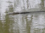 Flood gator 2.jpg