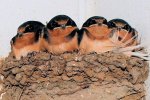 Swallows Mud Birds Babies.jpg