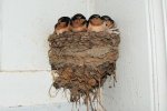 Swallows Mud Birds Babies 2  .jpg