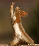 Disco Squirrel.jpg