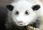 Possum.jpg