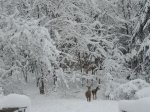 deer dec 23.jpg