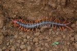 centipede 1.jpg