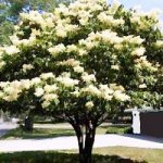 japanese-tree-lilac1a_1.jpg