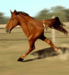 Image.gif