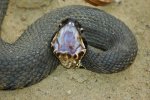 cottonmouth pissed.jpg