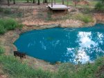 8-24-11 Booger in pond looking for frogs.jpg