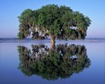 9195Larry_s_Live_Oak.jpg