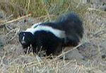 P1010470rSkunk(tiny).JPG