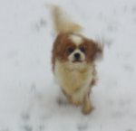 Ellie Running Snow.jpg