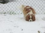 LeRoux Sniffin Snow.jpg