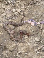 copperheadOnOurTrail1.jpeg copperheadOnOurTrail1.jpeg