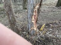 IMG_1599.JPG