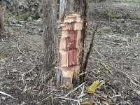 IMG_1597.JPG