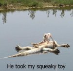 Squeaky Toy.jpg