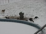 Corn pigs 001.jpg