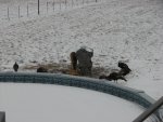 Corn pigs 002.jpg