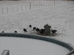 Corn pigs 003.jpg