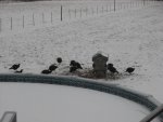 Corn pigs 004.jpg