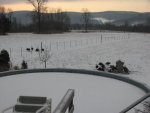 Corn pigs 005.jpg