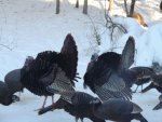 turkey1.JPG