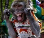 Happy Monkey.jpg