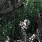 Squirrel on Cypress Knee.jpg