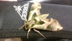 MOTH IN CAMO.jpg