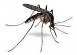 Louisiana Mosquito.jpg