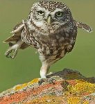 Owl Avitar.jpg
