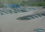 Car lake.jpg