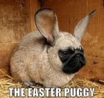 Easter Puggy.jpg