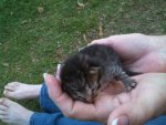Kitten 1.jpg