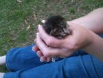 Kitten 2.jpg