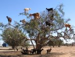 goat climbers.jpg