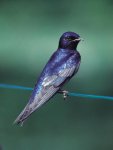 Purple Martin.jpg