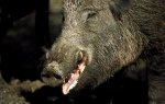 Wild Boar 1.jpg