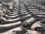 Tractor Tracks.jpg