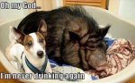 Never Drink Again.jpg