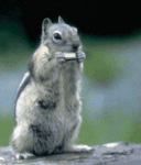 Squirrel Harmonica.gif