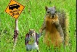 Squirrel Bus Stop.jpg