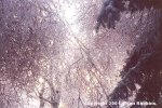 ice_storm_birch_pine.jpg